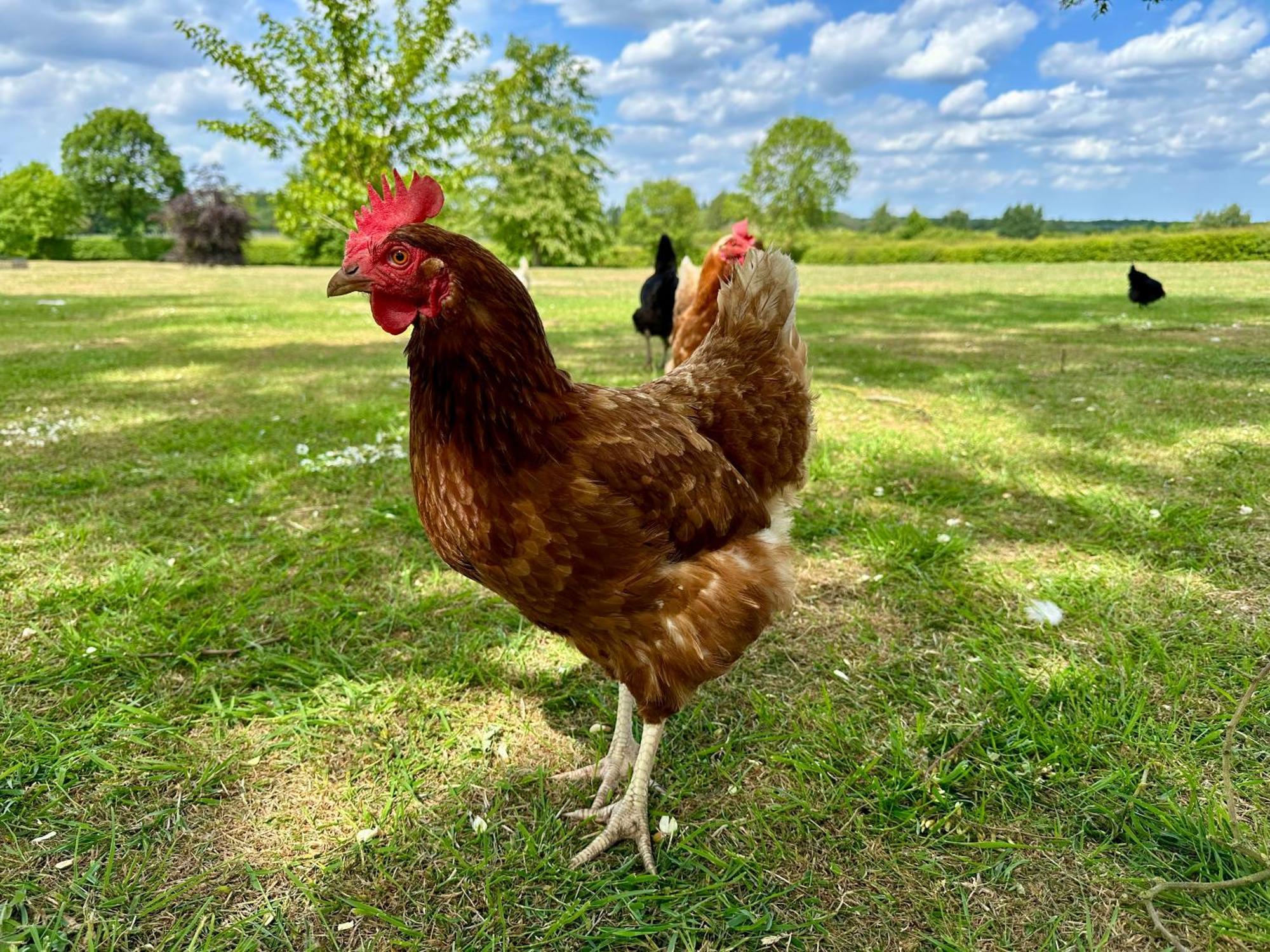 Charming Hen Cottage Countryside Retreat Lincoln Newball Eksteriør bilde